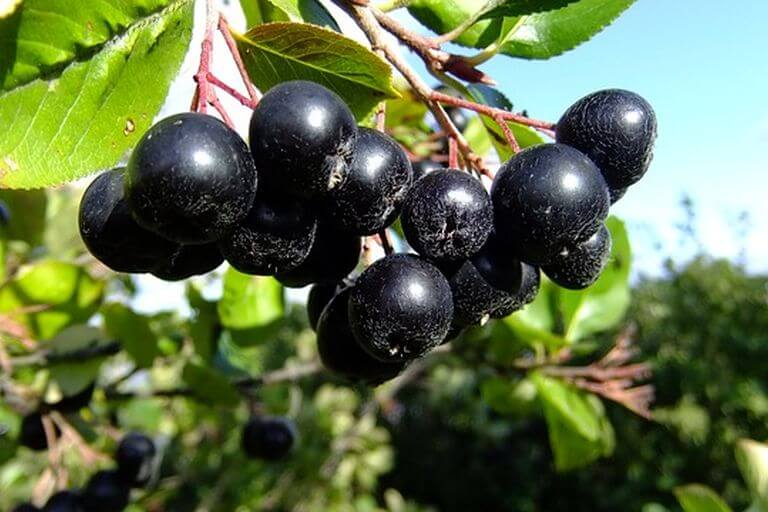 aronia uprawa