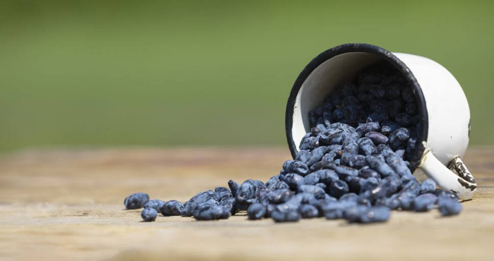 jagoda kamczacka uprawa