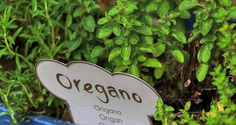 oregano uprawa