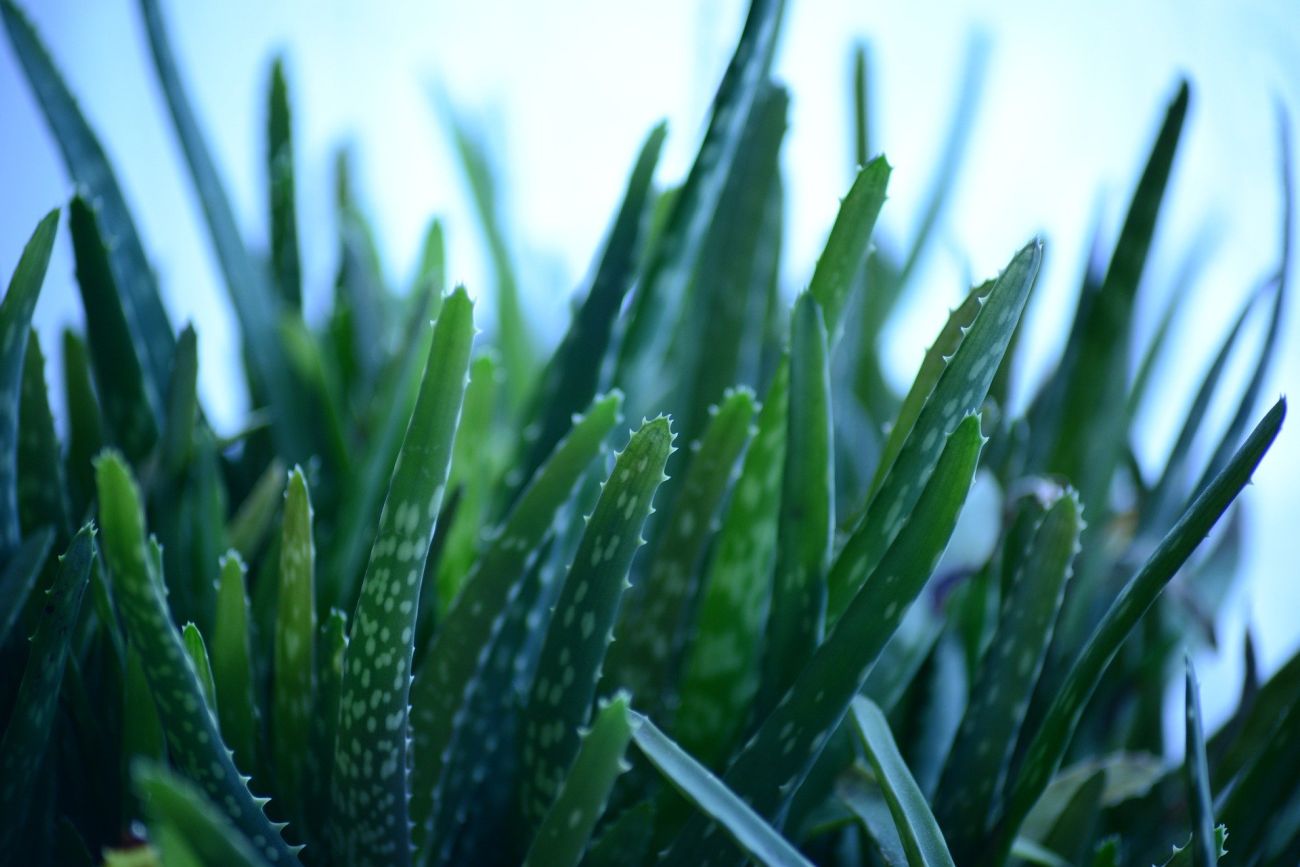 aloes choroby najczęściej spotykane w doniczce i dużych uprawach