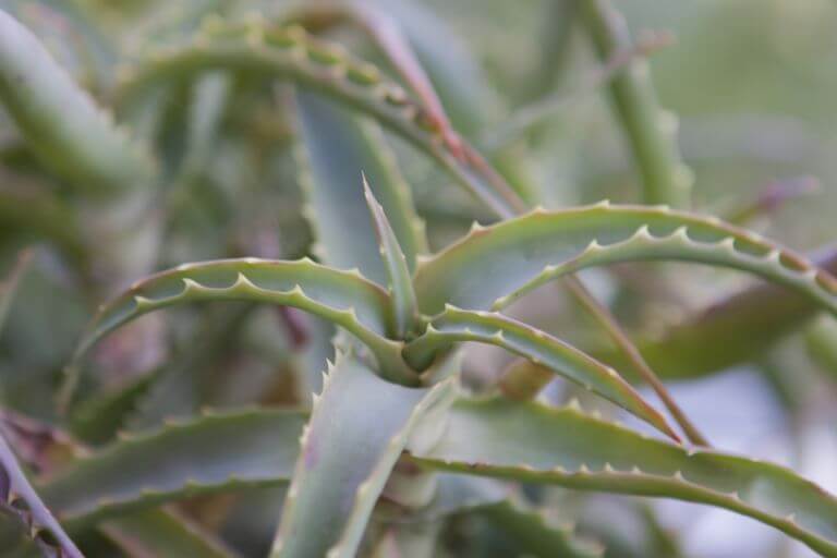 aloes choroby