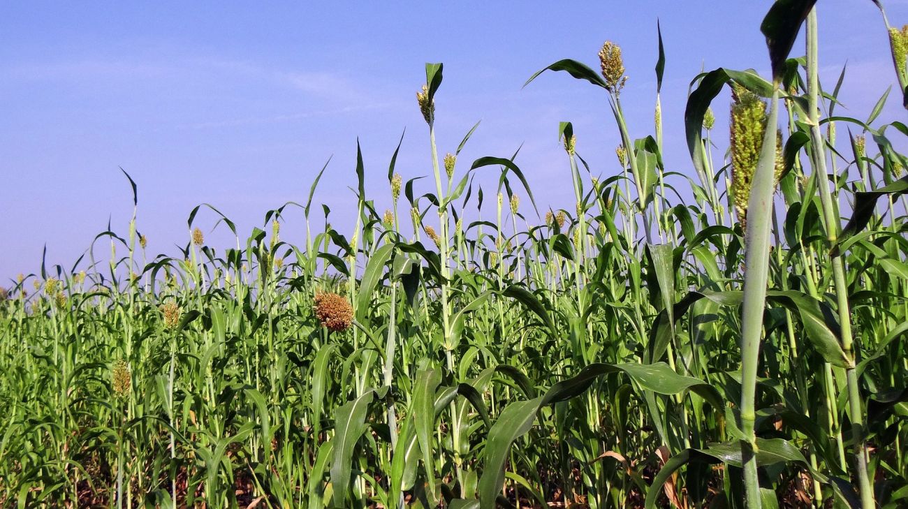 sorgo uprawa i wymagania