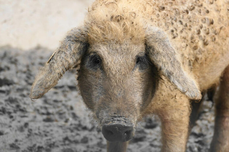 mangalica