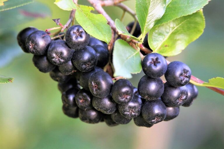 aronia kiedy zbiory