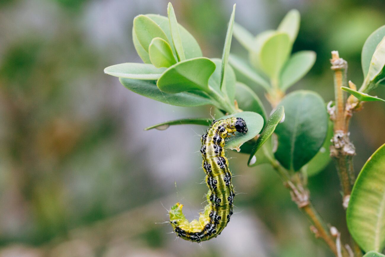 ćma bukszpanowa opryski