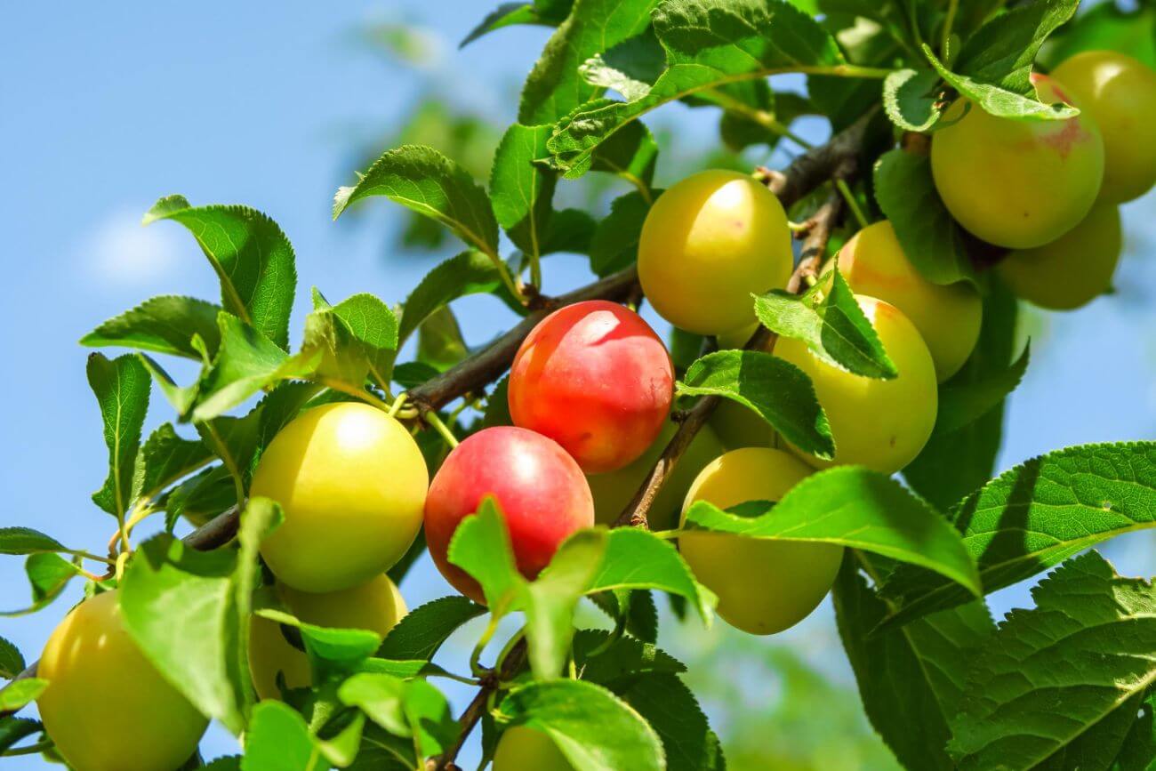 kiedy oprysk śliwy na robaki