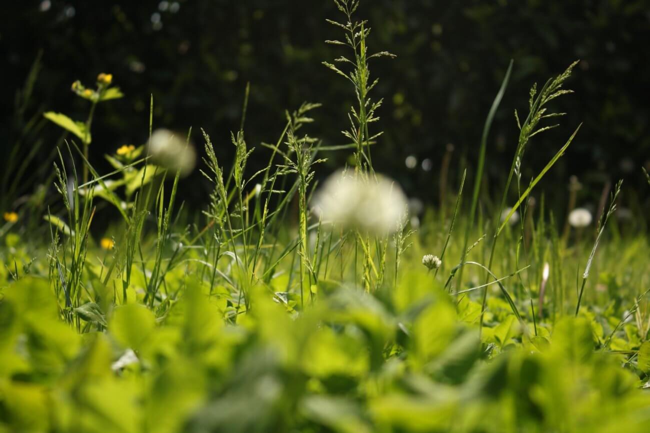 oprysk na dwuliścienne