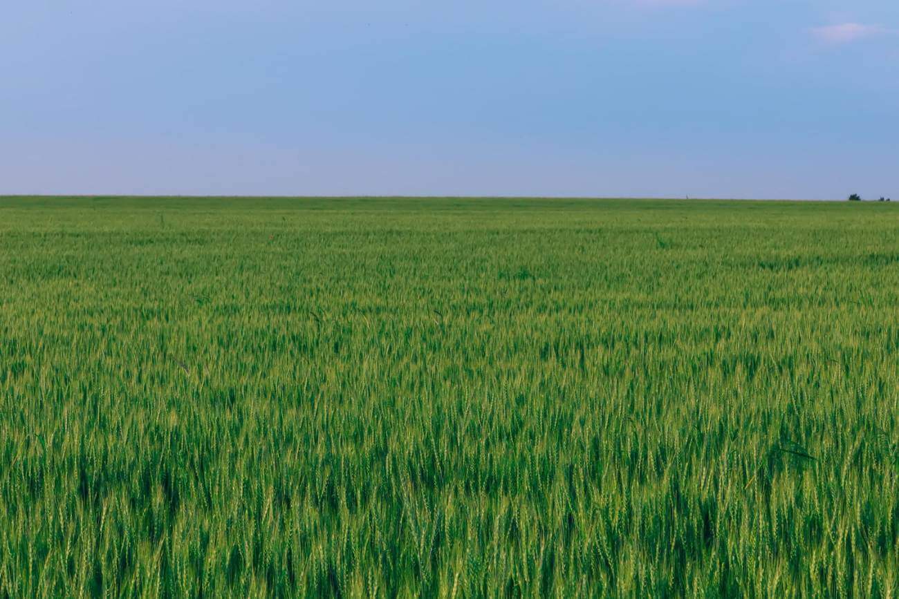 oprysk na grzyba w pszenicy ozimej t1