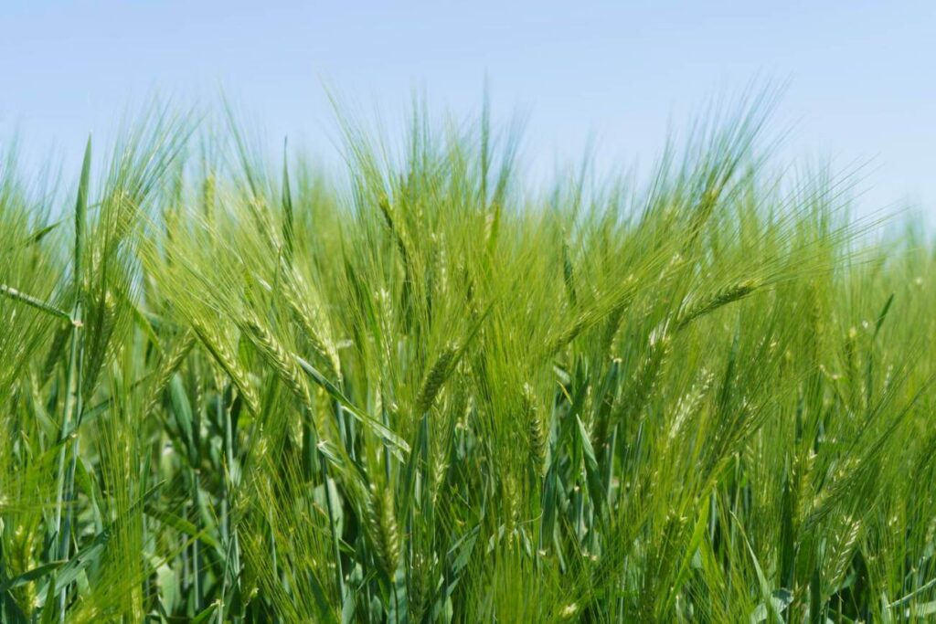 oprysk na miotłę zbożową