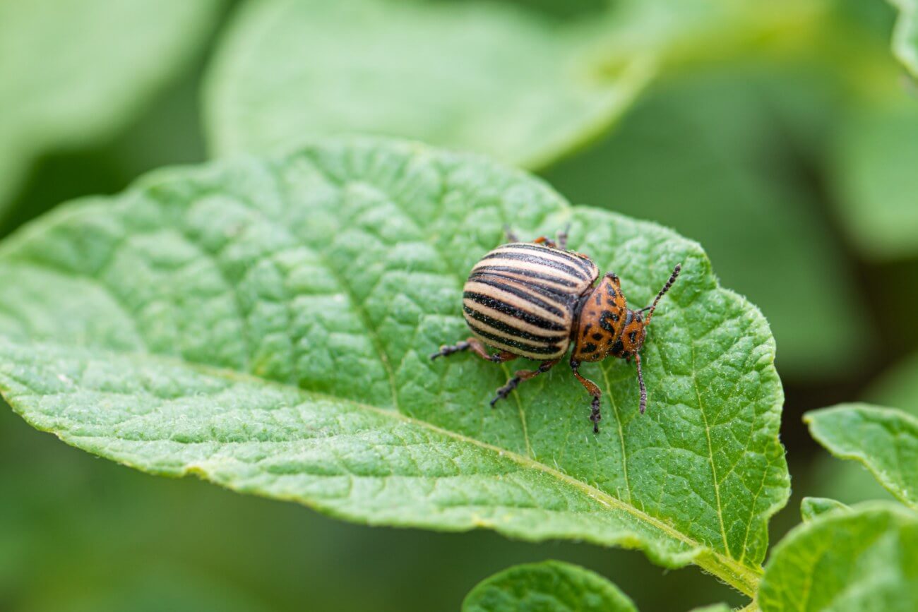 oprysk na stonkę ziemniaczaną