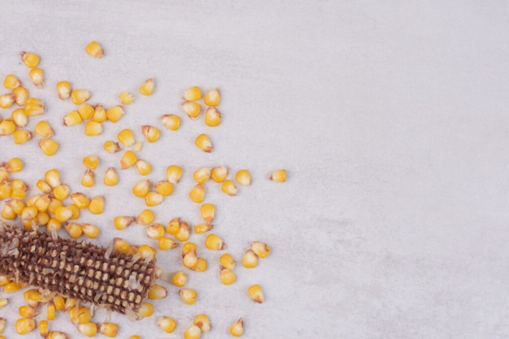 Kiszone ziarno kukurydzy