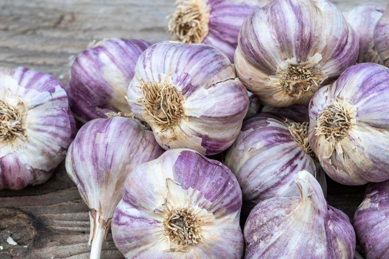 odmiany czosnku