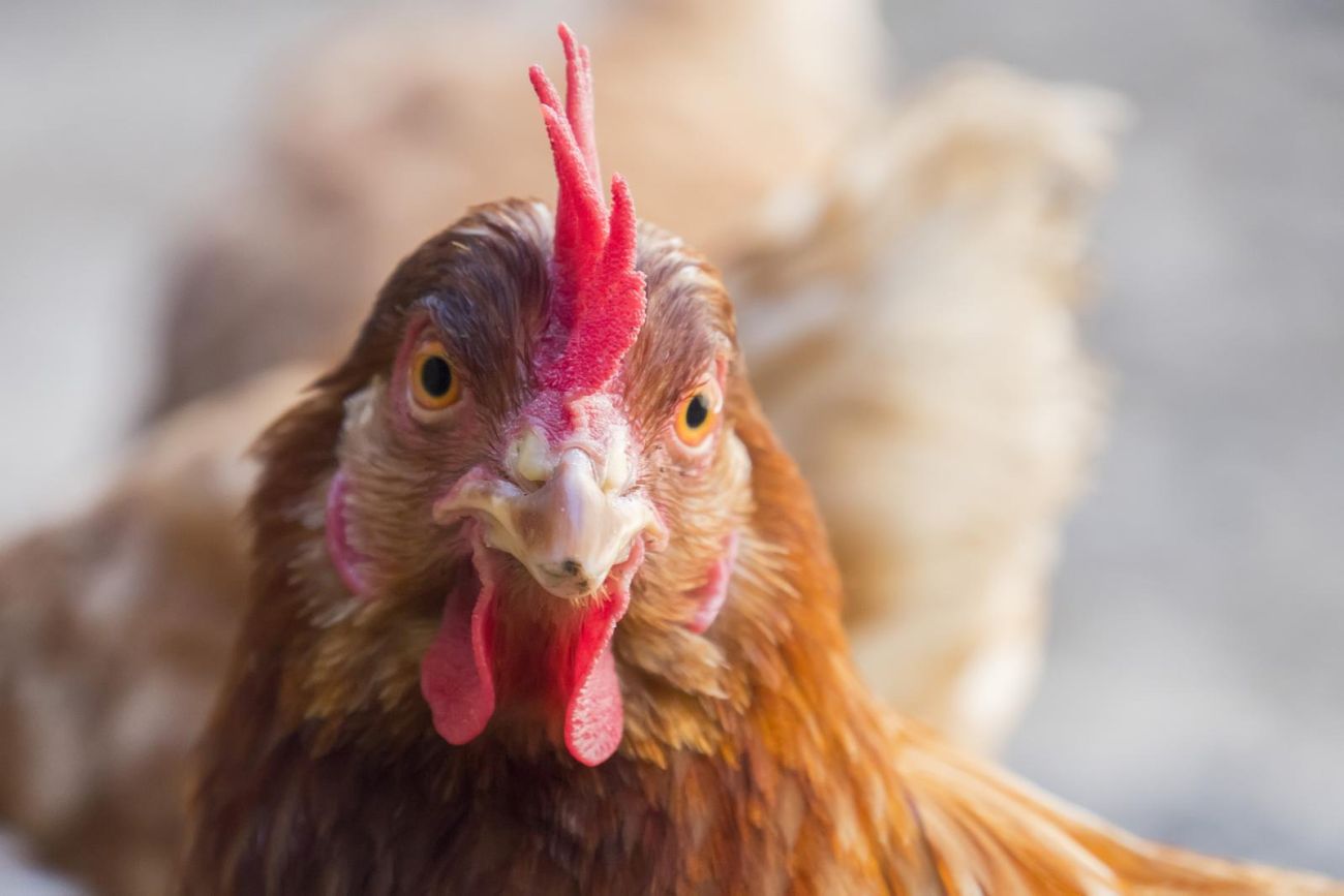 żółtonóżka kuropatwiana